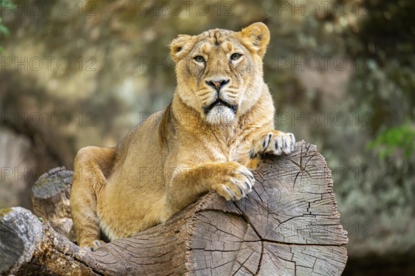 Asiatic lion (Panthera leo persica) female lying on a tree trunk, captive, Germany