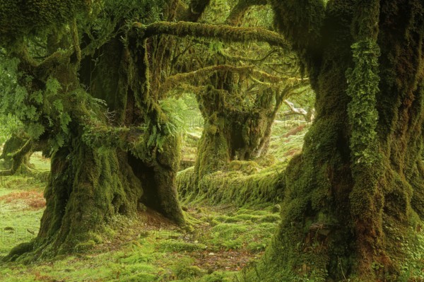 Europe, Portugal, Madeira, laurel forest, laurel trees, Fanal, Madeira, Portugal