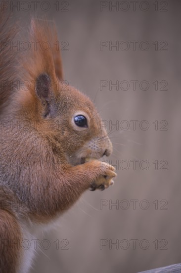 One Red squirrel or Eurasian red squirrel (Sciurus vulgaris) feeding on peanut. Trees in the background. Portrait sideview