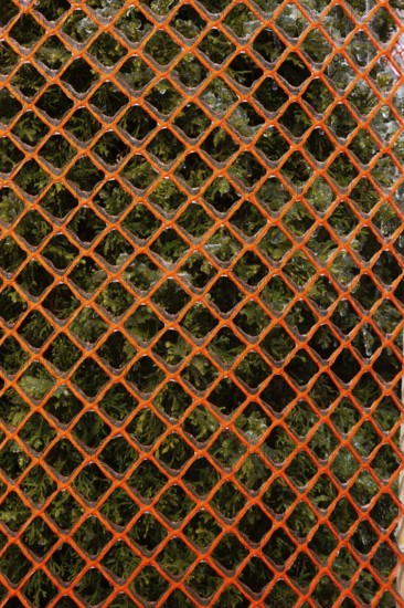 Close-up of Thuja occidentalis 'Smaragd' - Cedar tree protected with fluorescent orange plastic mesh snow fence in winter, Quebec, Canada