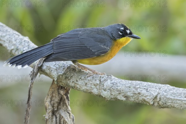 Fan-tailed Warbler (Basileuterus lachrymosus) perched on a branch in Oaxaca, Mexico