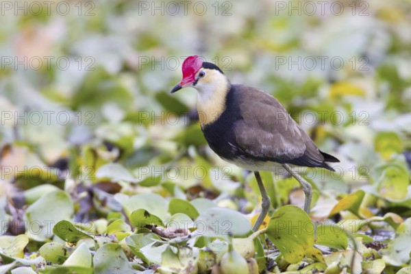 Comb-crested Jacana (Irediparra gallinacea), Queensland, Australia