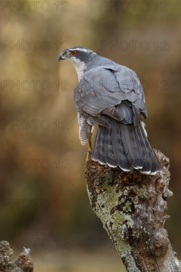 Northern Goshawk (Accipiter gentilis), adult male, Castile and Leon, Spain