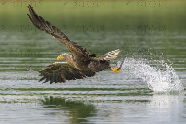 White-tailed eagle (Haliaeetus albicilla), in flight grabbing its prey, Mecklenburg-Western Pomerania, Germany