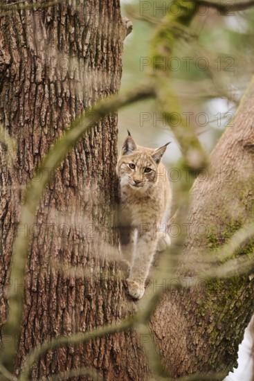 Eurasian lynx (Lynx lynx) sitting on a tree, Bavaria, Germany