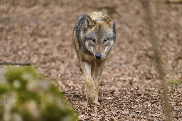 A wolf in focus moves cautiously through the forest, Wolf (Canis Lupus), Germany