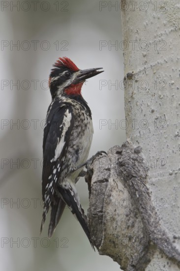 Red-naped Sapsucker (Sphyrapicus nuchalis) male, Alberta, Canada