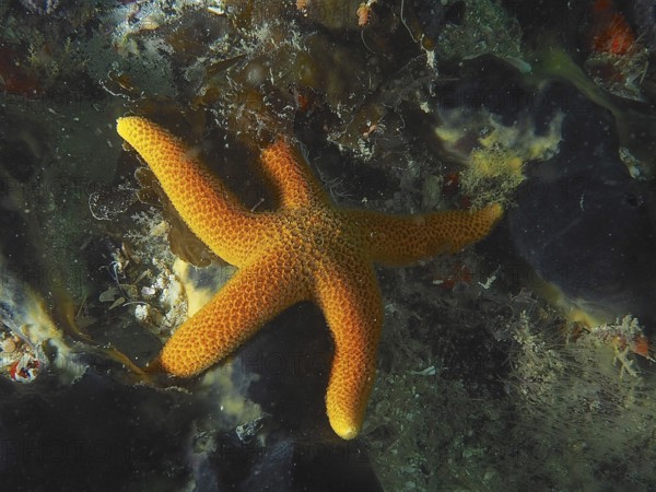 Bright orange-coloured starfish, net starfish (Henricia ornata) on a mixed seabed. Dive site False Bay, Cape of Good Hope, Cape Town, South Africa
