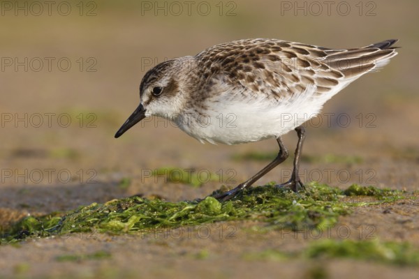 Semipalmated Sandpiper (Calidris pusilla) juvenile, Asturias, Spain