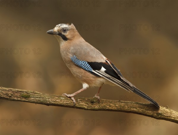 Eurasian Jay (Garrulus glandarius), Utrecht, Netherlands