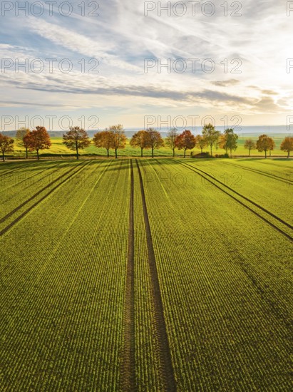Aerial view of avenue in autumn at sunrise with agriculture in the foreground, Herrenberg, Germany
