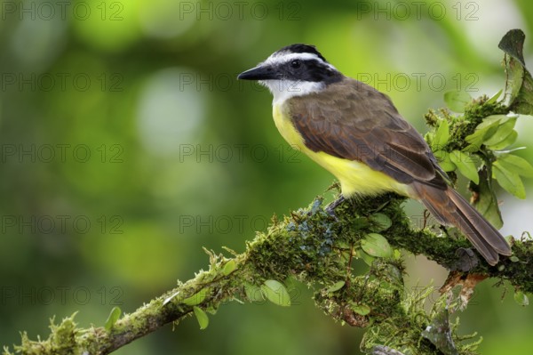Great Kiskadee (Pitangus sulphuratus) perched on a branch in Costa Rica