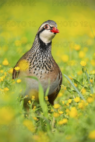 The red-legged partridge stands in a vibrant meadow, surrounded by blooming yellow wildflowers Its striking plumage and red legs create a captivating contrast in this natural setting