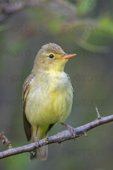 Yellow Warbler, Icterine Warbler, Hippolais icterina, Hypolaïs ictérine, Zarcero Icterino, Worms, Rhineland-Palatinate, Germany