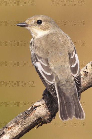 European Pied Flycatcher (Ficedula hypoleuca) female, Abrantes, Portugal