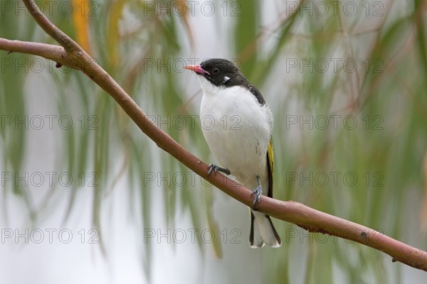 Painted Honeyeater (Grantiella picta), Victoria, Australia