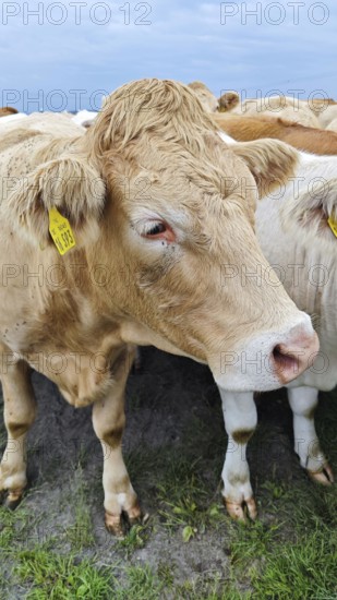 A cow (Bos taurus) with ear tag on the pasture, Franconian Forest nature park Park