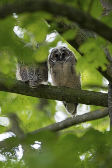 Long-eared owl (Asio otus), two young birds, nest fledglings, Bottrop, Ruhr area, North Rhine-Westphalia, Germany