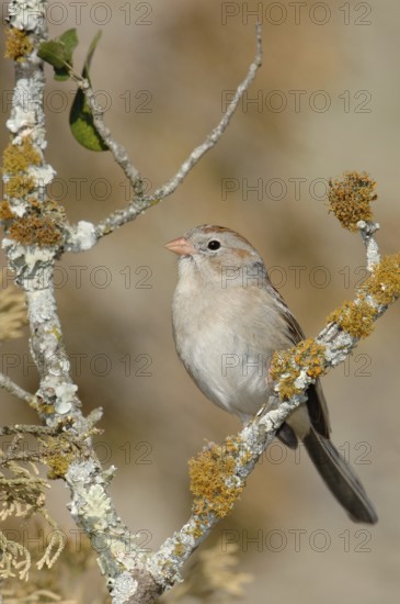 Field Sparrow (Spizella pusilla), Texas, USA