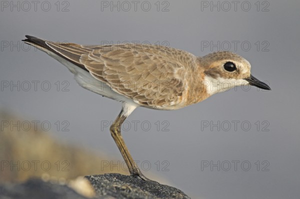 Lesser Sand Plover (Charadrius mongolus), Negombo, Sri Lanka