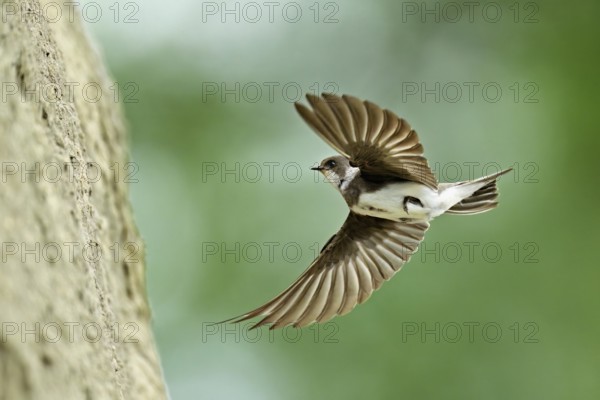 Sand martin (Riparia riparia), approaching the breeding tube, Reussegg nature reserve, Canton Aargau, Switzerland