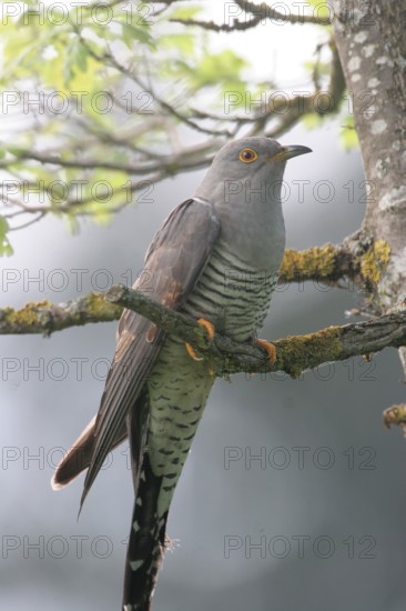 Cuckoo (Cuculus canorus) Allgäu, Bavaria, Germany, Allgäu, Bavaria, Germany