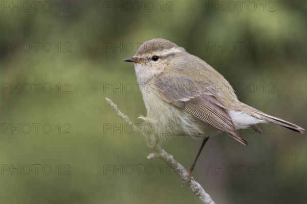 Humes Leaf Warbler - Tienschan-Laubsänger - Phyllsocopus humei ssp. humei, Kyrgyzstan