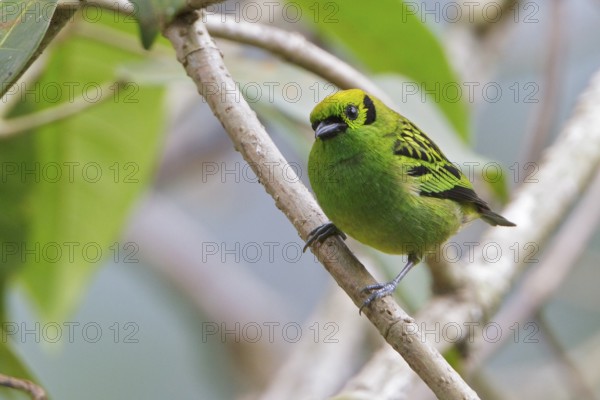 Emerald Tanager (Tangara florida) perched on a branch in Costa Rica, Central America
