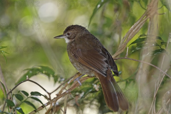 Terrestrial Bulbul, Phyllastrephus terrestris