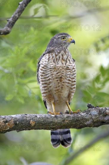 Roadside Hawk Buteo magirostris Palo Verde National Park, Costa Rica 17 October Immature Accipitridae