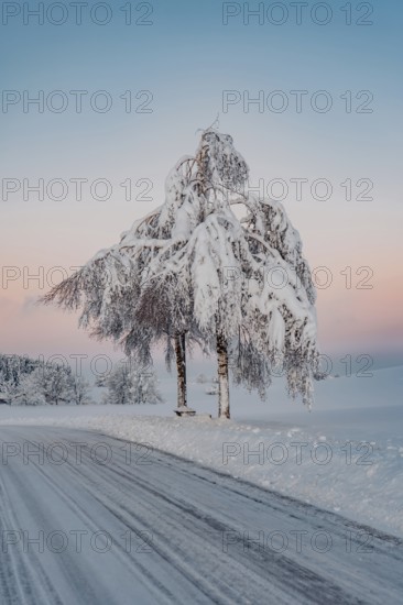 Deep snowy winter morning mood near Halblech in the foothills of the Alps in the Allgäu with the mountains in the background, Bavaria, Germany