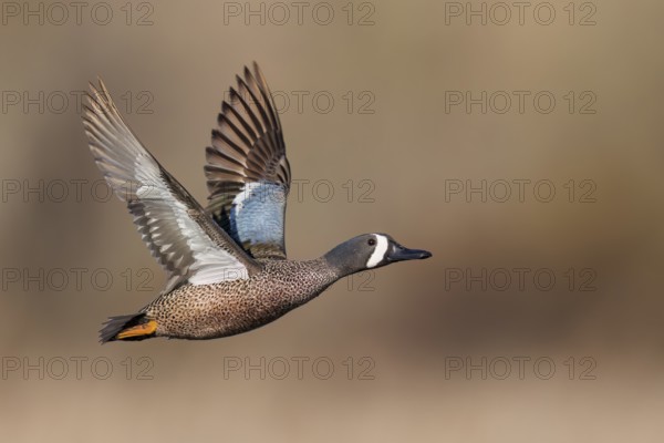 Blue-winged Teal (Anas discors) flying above pond in Manitoba, Canada