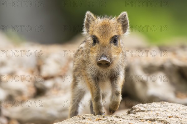 Wild boar (Sus scrofa) piglet walking in a forest, Bavaria, Germany