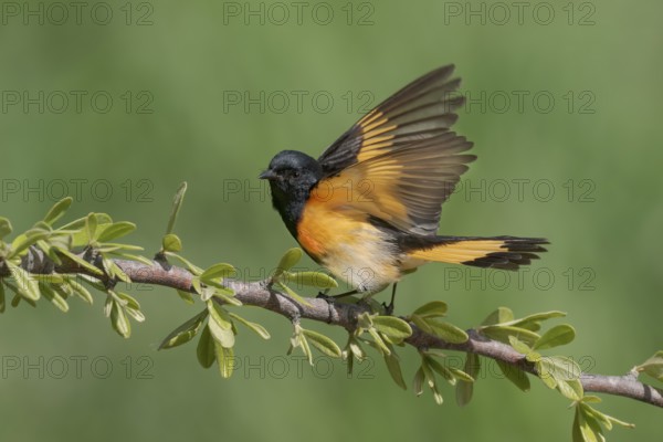 American Redstart (Setophaga ruticilla) male, Texas, USA