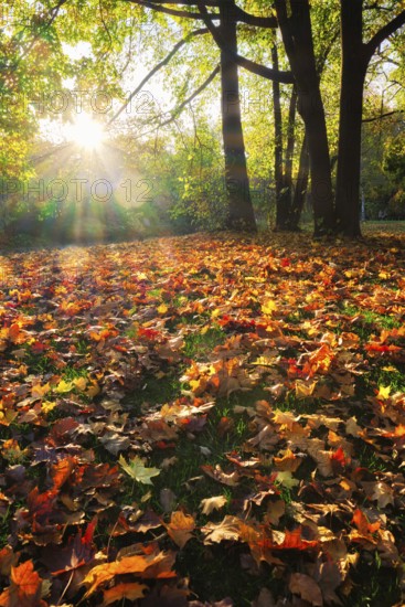Golden autumn fall October in famous Munich relax place, Englischer Garten. English garden with fallen leaves and golden sunlight. Munchen, Bavaria, Germany