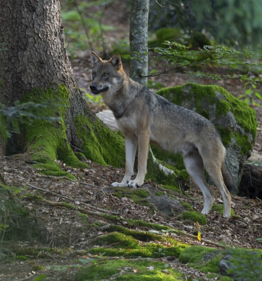 Wolf (Canis lupus) stands in the forest and looks attentively, Germany