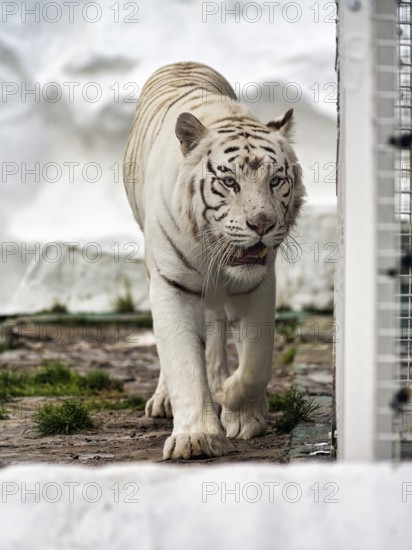 White tiger (Panthera tigris) next to its cage, leucism, restless, slightly open mouth, captive