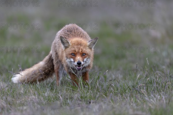 The next hunting attempt of the red fox (Vulpes vulpes) is successful, but it is not a mouse that was captured, marked by life, injury to the lip, rearing young, May, Denmark