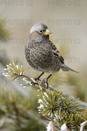 Black Rosy Finch (Leucosticte atrata), New Mexico, USA