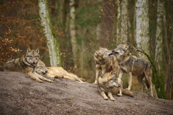 Several wolves lingering calmly on a mound of earth in the forest, wolf (Canis lupus), Germany