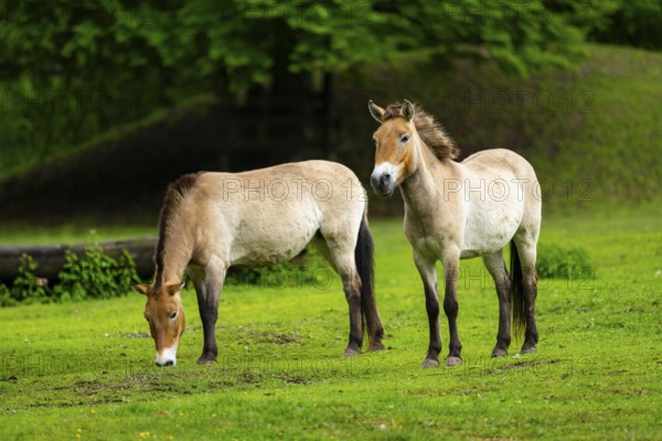 Przewalski's horse (Equus ferus przewalskii) standing on a meadow, Austria, Germany