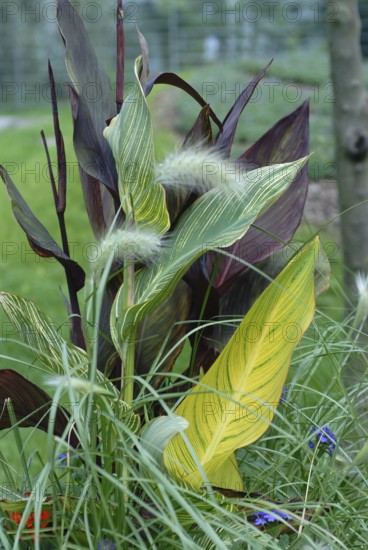 Canna indica hybrid