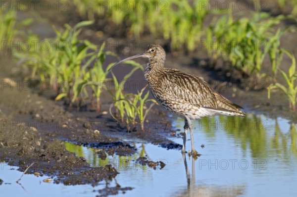 Grosser Brachvogel (Numenius arquata), Curlew, Altvogel in einer Wasserlache auf einem Maisfeld, Juni, Muensterland, Nordrhein-Westfalen, Deutschland