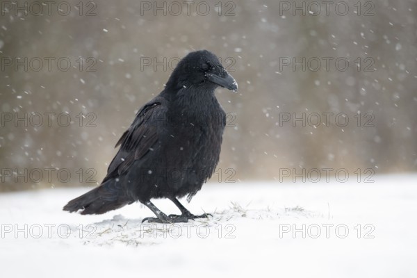 Northern Raven (Corvus corax) perched on snowy ground, Poland