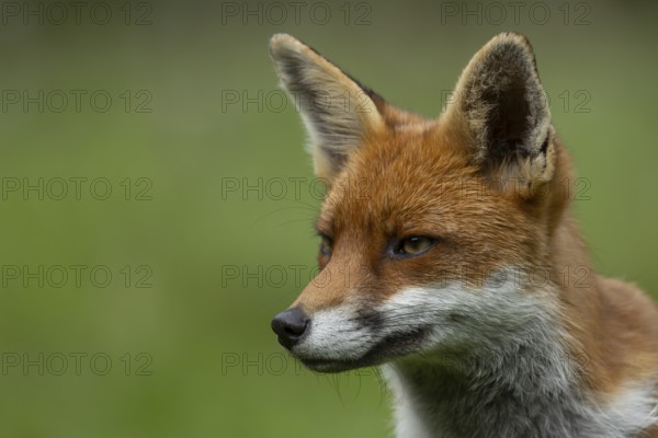 Red fox (Vulpes vulpes) adult animal head portrait, England, United Kingdom
