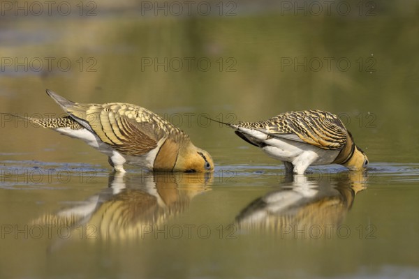 Pin-tailed Sandgrouse (Pterocles alchata), Castile-La Mancha, Spain