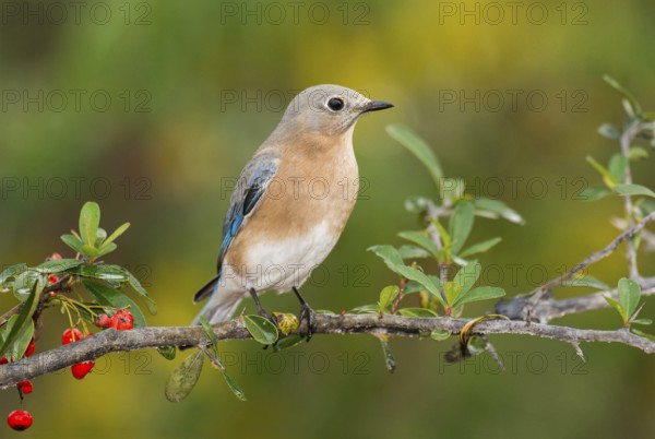 Eastern Bluebird (Sialia sialis) female perched on a branch, Texas, USA