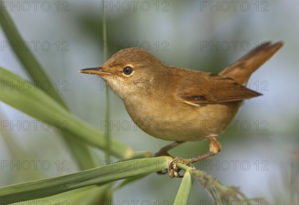 Eurasian Reed Warbler (Acrocephalus scirpaceus), Lisbon, Portugal