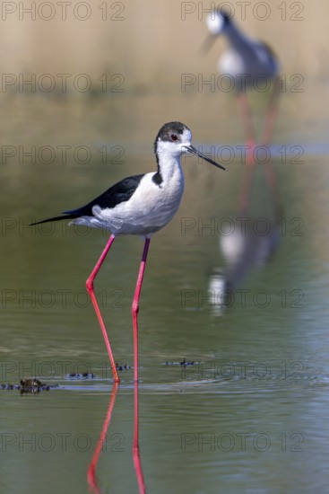 Black-winged stilts (Himantopus himantopus) two adult males foraging in shallow water of pond at wetland in spring