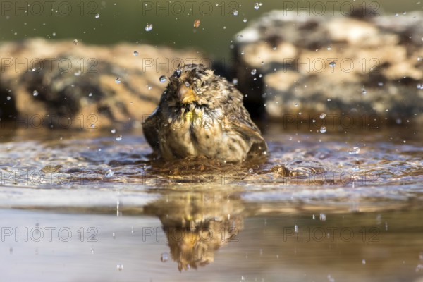 Rock Sparrow (Petronia petronia) bathing, Castile and Leon, Spain